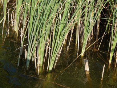 Bulrush and river grasses on the river in the village