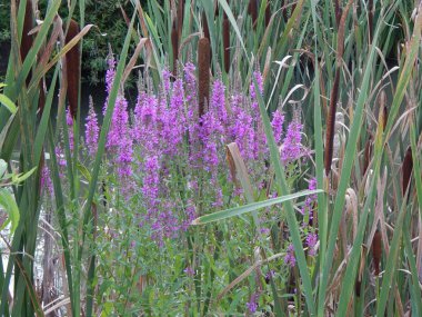 Bulrush and river grasses on the river in the village