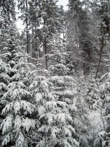 Viaje Estación Esquí Zakopane Polonia — Foto de Stock