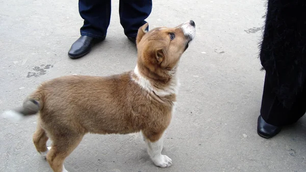 Bir Köpek Çeşitli Pozlar Besteleri — Stok fotoğraf