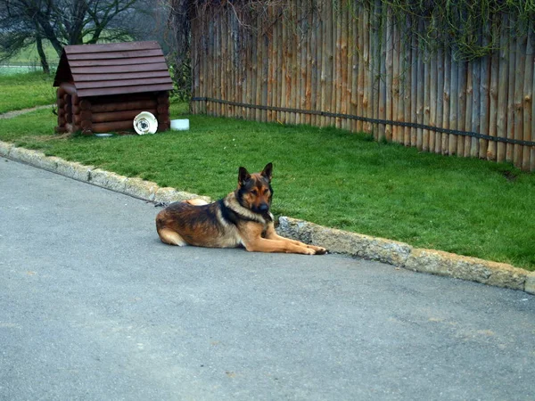 Bir Köpek Çeşitli Pozlar Besteleri — Stok fotoğraf