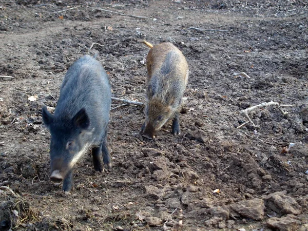 Wildschweine Werden Für Die Jagd Gezüchtet — Stockfoto