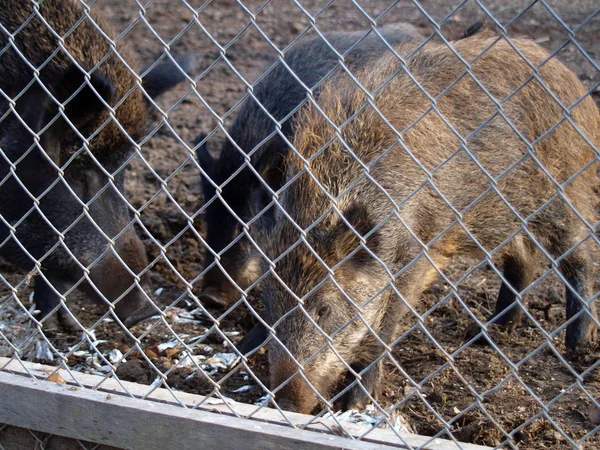 野猪是为狩猎而饲养的 — 图库照片