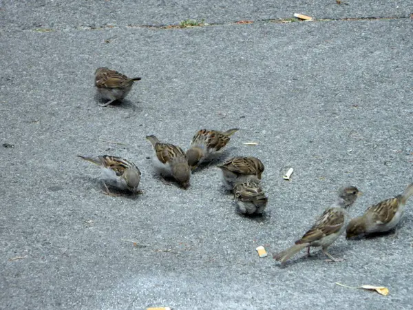 City Birds Pigeons Sparrows Asphalt — Stock Photo, Image