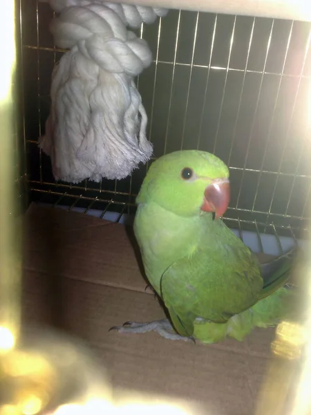O papagaio senta em uma jaula — Fotografia de Stock