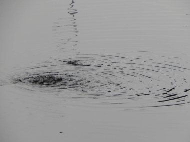 Bir nehir, yağmur, yüzey su doku