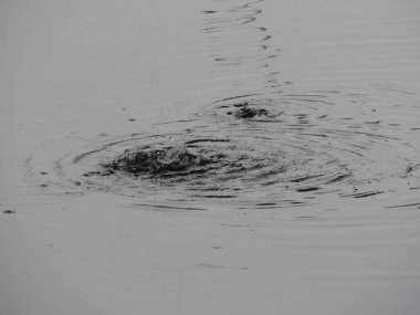 Bir nehir, yağmur, yüzey su doku