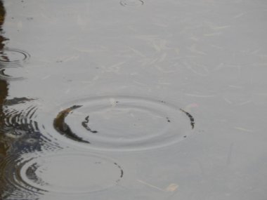 Bir nehir, yağmur, yüzey su doku