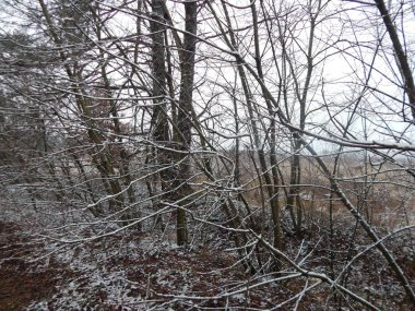 Bir arka plan üzerinde kış orman bitkilerin doku