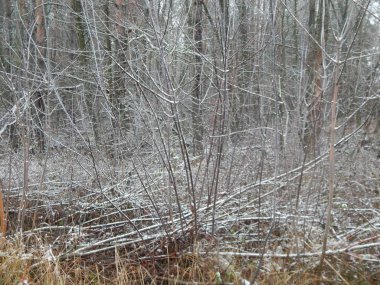 Bir arka plan üzerinde kış orman bitkilerin doku