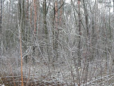 Bir arka plan üzerinde kış orman bitkilerin doku