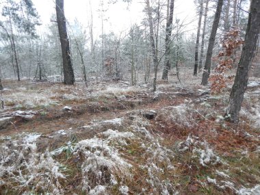 Bir arka plan üzerinde kış orman bitkilerin doku