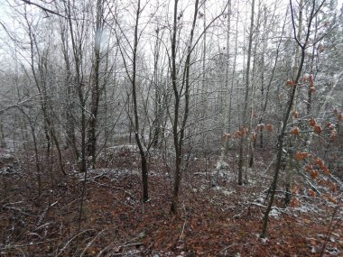 Bir arka plan üzerinde kış orman bitkilerin doku