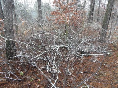 Bir arka plan üzerinde kış orman bitkilerin doku