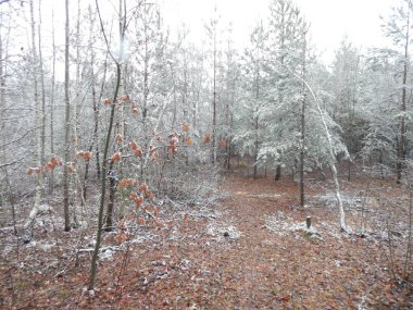 Bir arka plan üzerinde kış orman bitkilerin doku