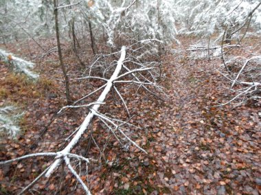 Bir arka plan üzerinde kış orman bitkilerin doku