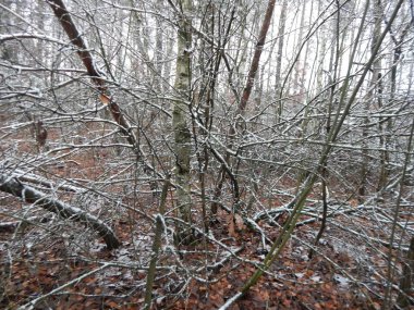 Bir arka plan üzerinde kış orman bitkilerin doku