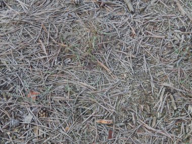 Kış orman, Doğa, bitki örtüsü ve bitki dokusu