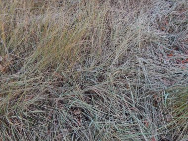 Kış orman, Doğa, bitki örtüsü ve bitki dokusu