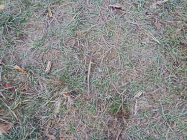 Kış orman, Doğa, bitki örtüsü ve bitki dokusu