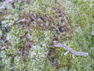 Kış orman, Doğa, bitki örtüsü ve bitki dokusu