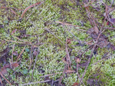 Kış orman, Doğa, bitki örtüsü ve bitki dokusu