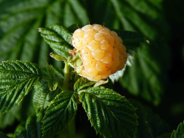 Berry ahududu meyve toplama