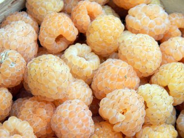 Berry ahududu meyve toplama