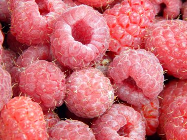 Berry ahududu meyve toplama