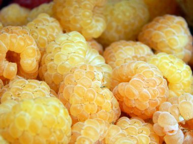 Berry ahududu meyve toplama