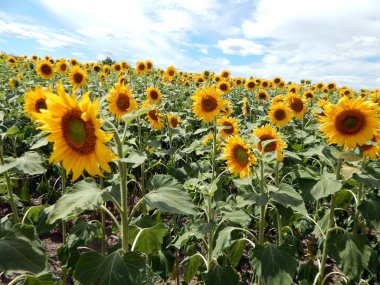 Alan ayçiçeği doku
