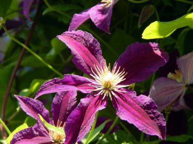 Çiçek Bahçe ve sebze