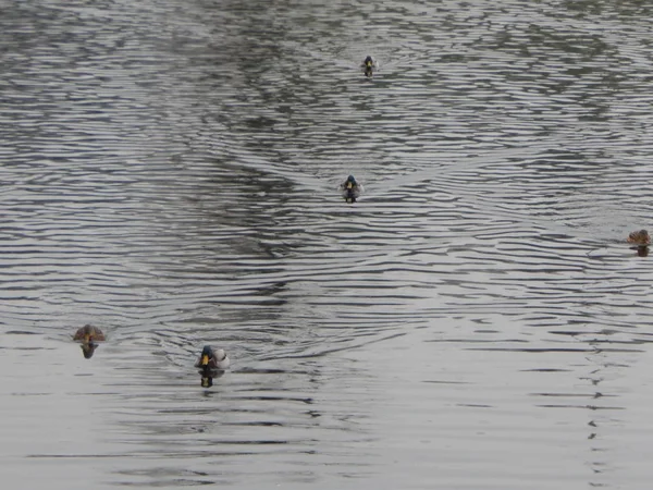 Textuur Van Water Een Rivier Oppervlak Regen Vlekken — Stockfoto