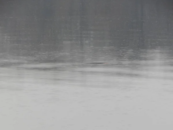 อเย อของน าในแม วในฝน คราบ — ภาพถ่ายสต็อก
