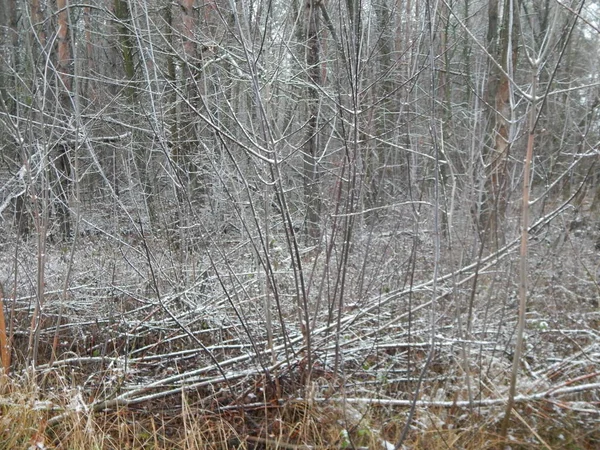 Bir arka plan üzerinde kış orman bitkilerin doku