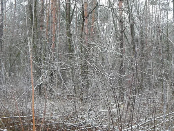 Bir arka plan üzerinde kış orman bitkilerin doku