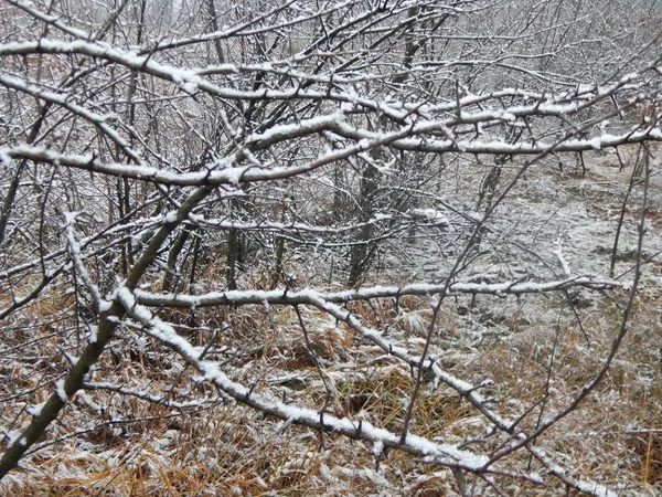 Textura Las Plantas Del Bosque Invierno Sobre Fondo —  Fotos de Stock