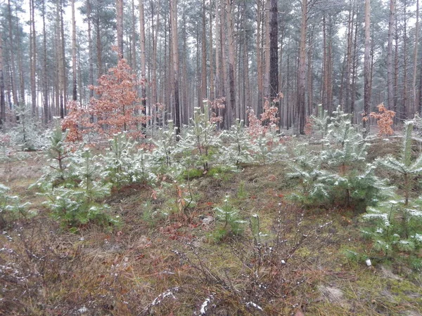 Текстура Зимних Лесов Заднем Плане — стоковое фото