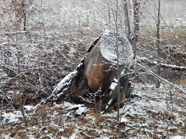 Textura Las Plantas Del Bosque Invierno Sobre Fondo — Foto de Stock