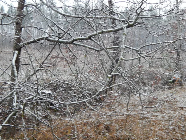 Bir arka plan üzerinde kış orman bitkilerin doku