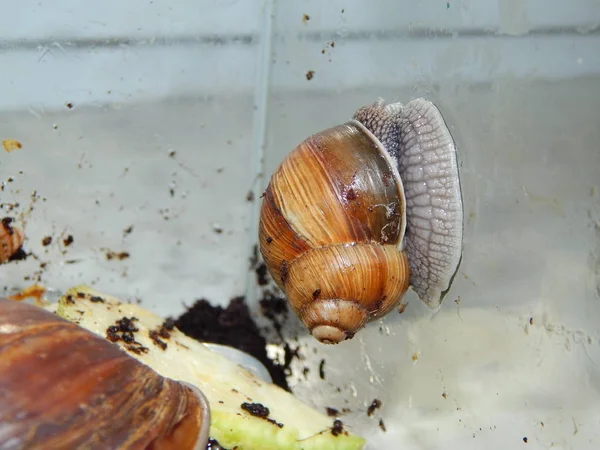 움에서 달팽이의 — 스톡 사진