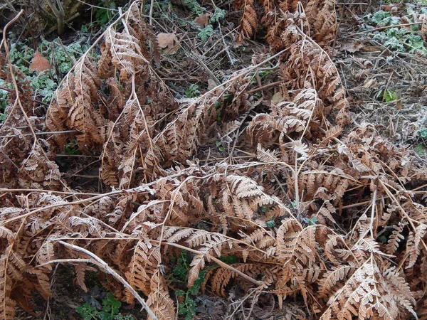 Zimní Les Textury Příroda Zeleň Rostliny — Stock fotografie
