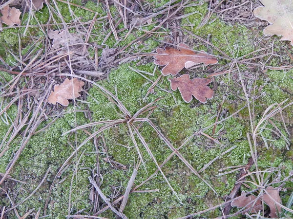 Winter Forest Texturen Natur Blad Och Växter — Stockfoto