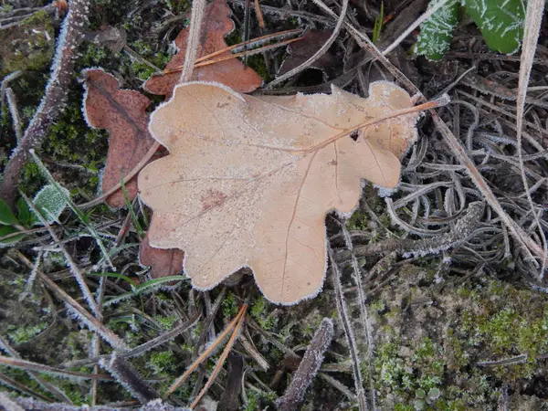 Зимний Лес Текстура Природы Листва Растения — стоковое фото