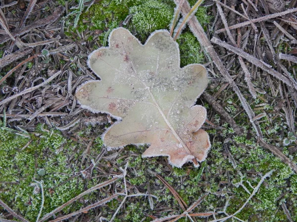 Kış Orman Doğa Bitki Örtüsü Bitki Dokusu — Stok fotoğraf