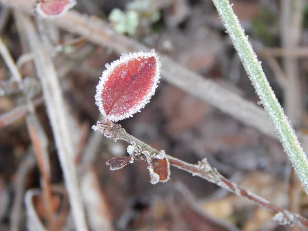 Kış Orman Doğa Bitki Örtüsü Bitki Dokusu — Stok fotoğraf