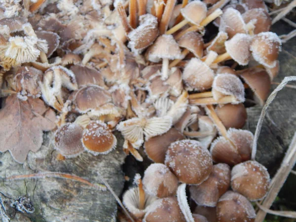 Зимний Лес Текстура Природы Листва Растения — стоковое фото