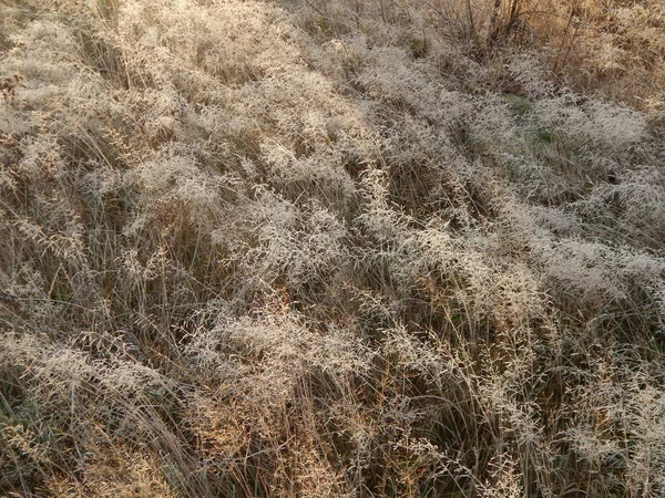Зимовий Ліс Текстура Природи Листя Рослини — стокове фото