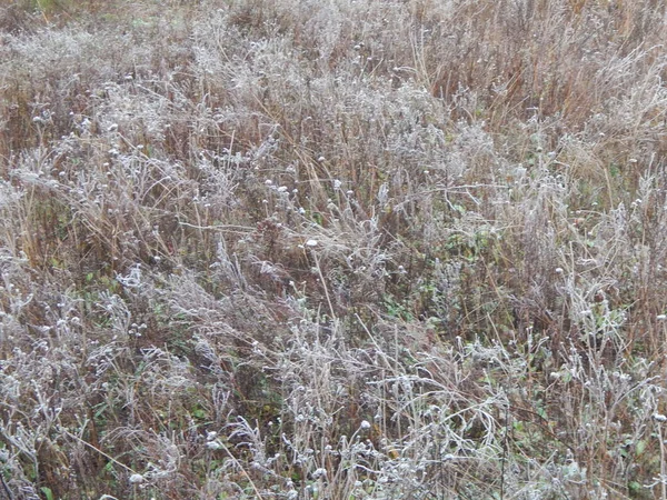 Bosque Invierno Textura Naturaleza Follaje Plantas — Foto de Stock