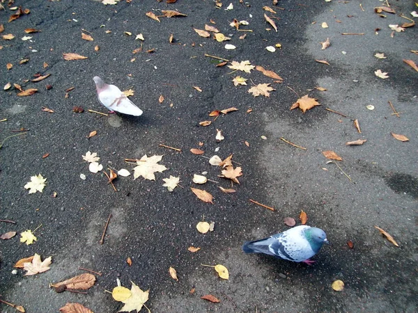 Las palomas en el asfalto miran en diferentes direcciones —  Fotos de Stock